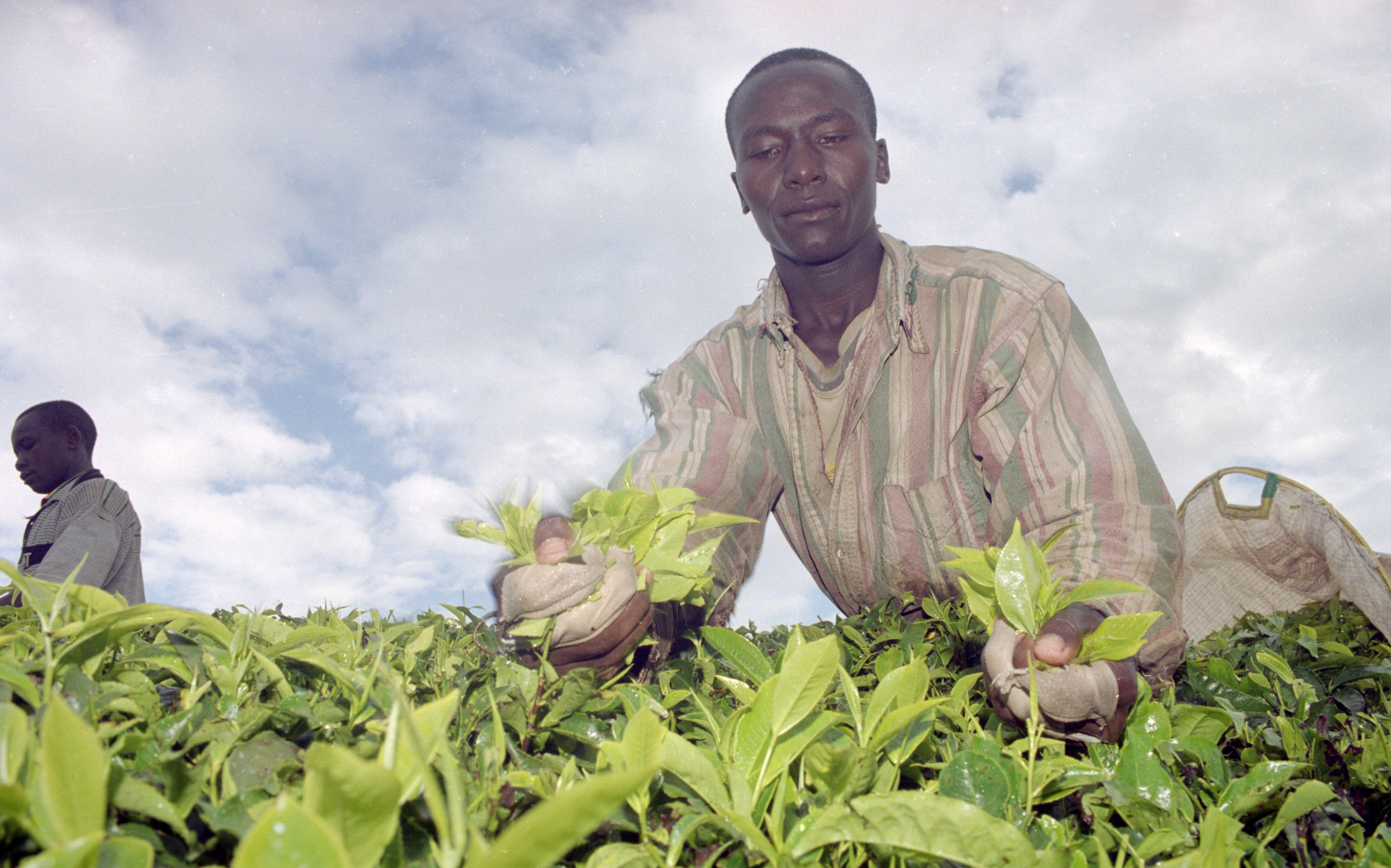Tea picking Kericho Kenya 2002